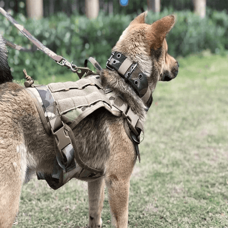 Arnes tacticos / bozales Perros