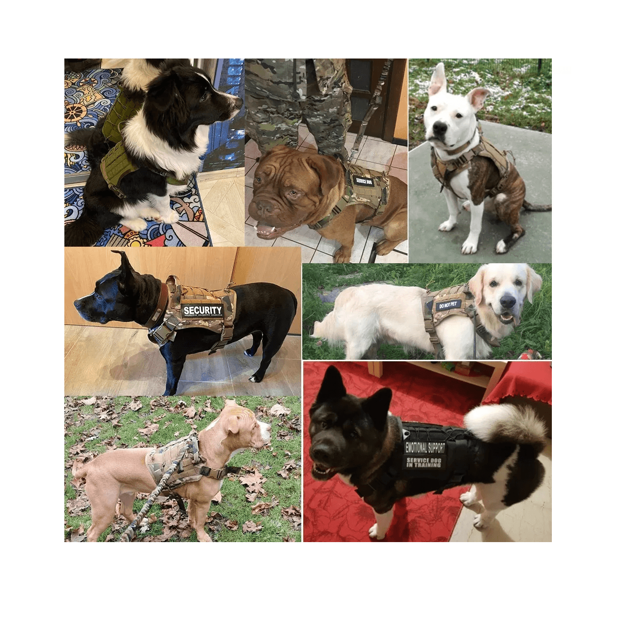 Arnes chaleco tactico mascota ATP1