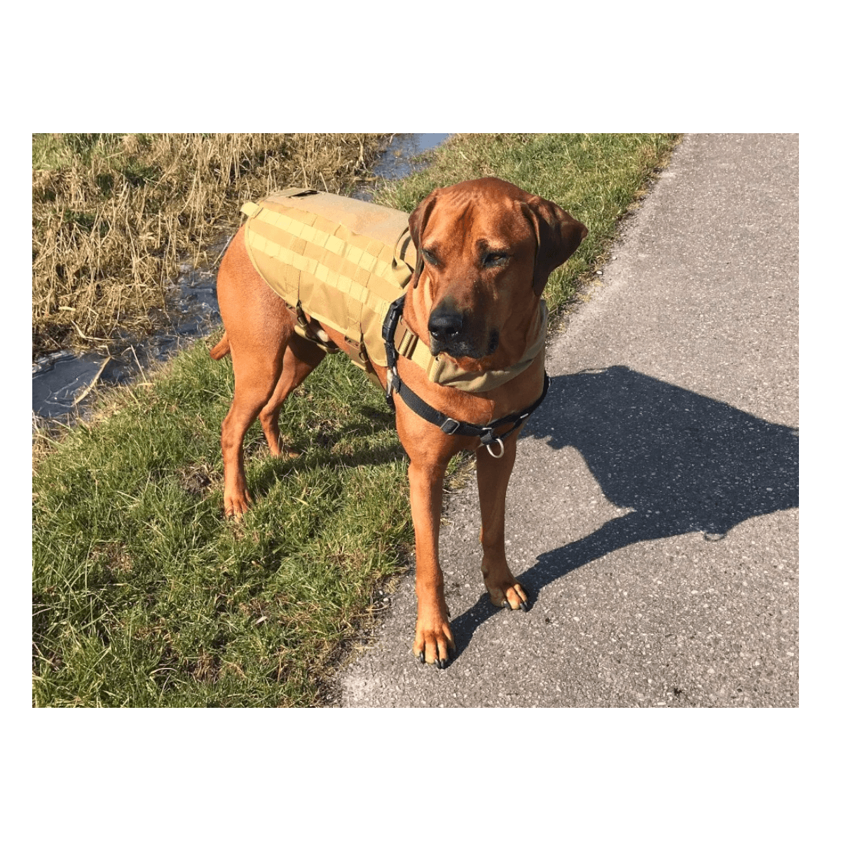 Arnes chaleco tactico mascotas ATP3
