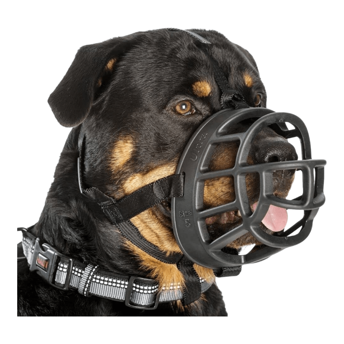 Bozal goma perros BZ1